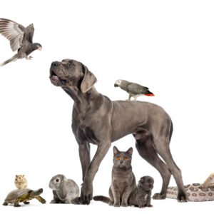 Group of pets - Dog, cat, bird, reptile, rabbit, isolated on white
